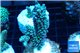 Acropora purple gold Indonesia 3-4 cm WYSIWYG acclimaté