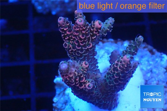 Acropora millepora pink Indonesia 3-4 cm WYSIWYG acclimaté