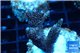 Acropora millepora pink Indonesia 3-4 cm WYSIWYG acclimaté