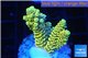 Acropora pikachu Indonesia 2-4 cm WYSIWYG acclimaté