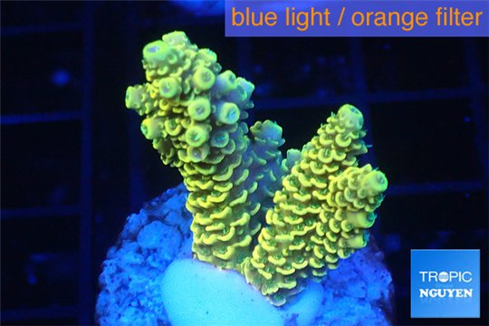 Acropora pikachu Indonesia 2-4 cm WYSIWYG acclimaté