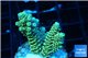Acropora pikachu Indonesia 2-4 cm WYSIWYG acclimaté