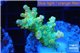 Acropora golden purple Indonesia 3-4 cm WYSIWYG acclimaté
