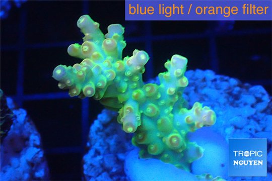 Acropora golden purple Indonesia 3-4 cm WYSIWYG acclimaté