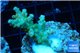 Acropora golden purple Indonesia 3-4 cm WYSIWYG acclimaté