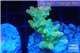 Acropora golden purple Indonesia 3-4 cm WYSIWYG acclimaté