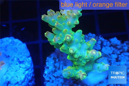 Acropora golden purple Indonesia 3-4 cm WYSIWYG acclimaté