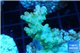 Acropora golden purple Indonesia 3-4 cm WYSIWYG acclimaté