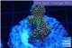Acropora mango Indonesia 3-4 cm WYSIWYG acclimaté