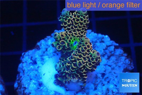Acropora mango Indonesia 3-4 cm WYSIWYG acclimaté