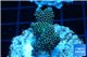 Acropora mango Indonesia 3-4 cm WYSIWYG acclimaté