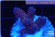 Acropora millepora pink Indonesia 3-4 cm WYSIWYG acclimaté