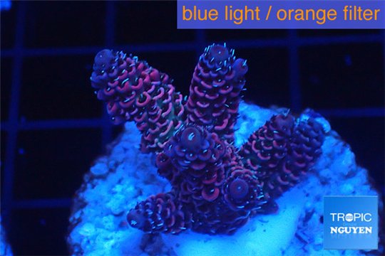Acropora millepora pink Indonesia 3-4 cm WYSIWYG acclimaté
