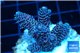 Acropora millepora pink Indonesia 3-4 cm WYSIWYG acclimaté