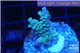 Acropora rainbow Indonesia 2-4 cm WYSIWYG acclimaté