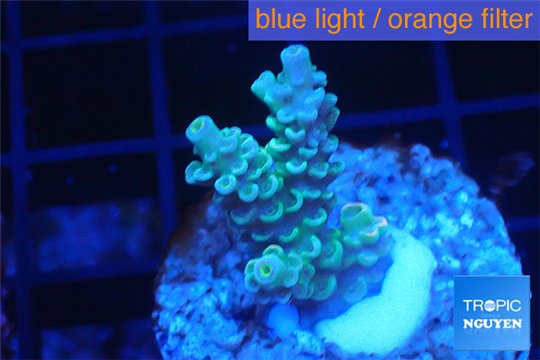 Acropora rainbow Indonesia 2-4 cm WYSIWYG acclimaté