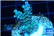 Acropora rainbow Indonesia 2-4 cm WYSIWYG acclimaté