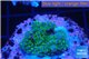 Acropora neon green polyps Fijii 1-2 cm WYSIWYG acclimaté