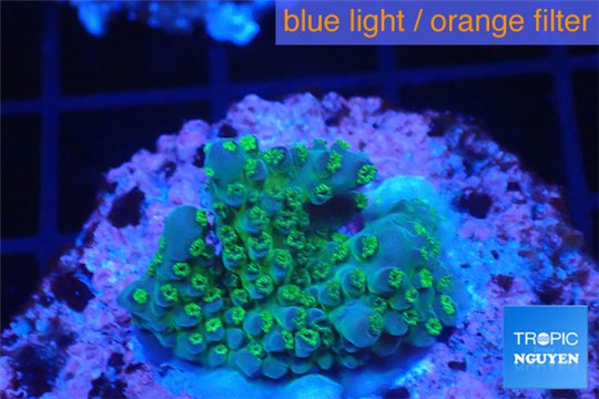 Acropora neon green polyps Fijii 1-2 cm WYSIWYG acclimaté