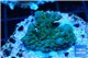 Acropora neon green polyps Fijii 1-2 cm WYSIWYG acclimaté