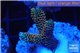 Acropora mango Indonesia 3-4 cm WYSIWYG acclimaté