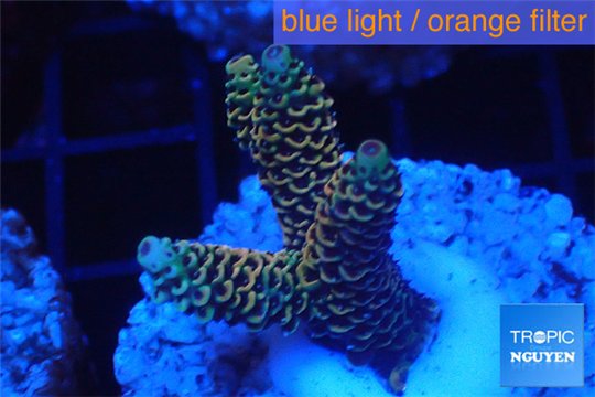 Acropora mango Indonesia 3-4 cm WYSIWYG acclimaté