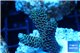 Acropora mango Indonesia 3-4 cm WYSIWYG acclimaté