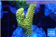 Acropora pikachu Indonesia 2-4 cm WYSIWYG acclimaté