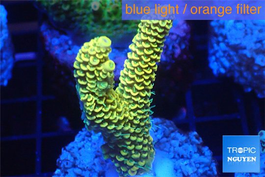 Acropora pikachu Indonesia 2-4 cm WYSIWYG acclimaté