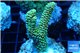 Acropora pikachu Indonesia 2-4 cm WYSIWYG acclimaté