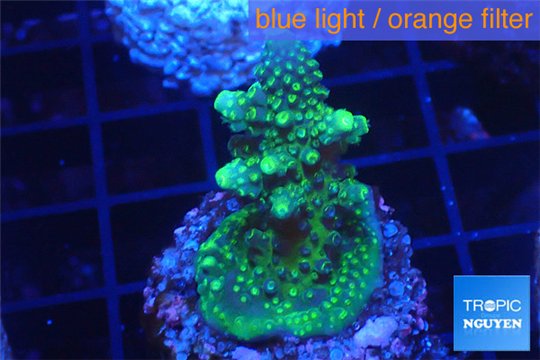 Acropora humilis purple green Fijii 3-5 cm WYSIWYG acclimaté