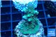 Acropora humilis purple green Fijii 3-5 cm WYSIWYG acclimaté