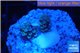 Acropora rainbow Indonesia 1-2 cm WYSIWYG acclimaté