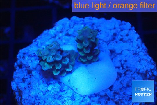 Acropora rainbow Indonesia 1-2 cm WYSIWYG acclimaté