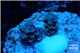 Acropora rainbow Indonesia 1-2 cm WYSIWYG acclimaté