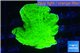 Montipora green cap 3-5 cm WYSIWYG acclimaté