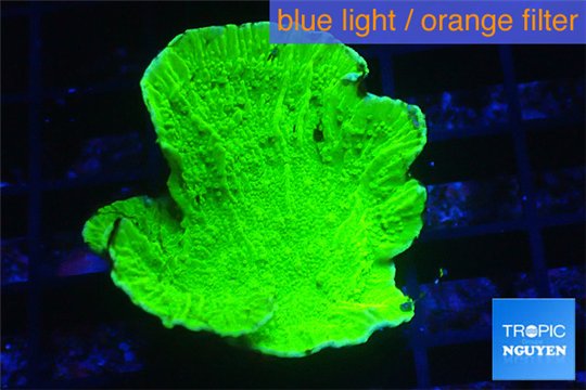 Montipora green cap 3-5 cm WYSIWYG acclimaté