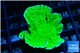 Montipora green cap 3-5 cm WYSIWYG acclimaté