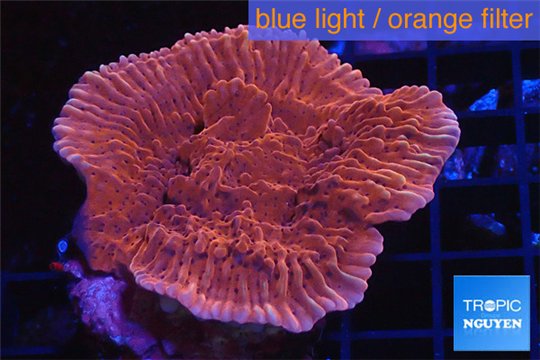Montipora red purple polyps 3-5 cm WYSIWYG acclimaté