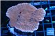 Montipora red purple polyps 3-5 cm WYSIWYG acclimaté