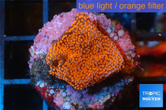 Montipora danae red poker star 1-2 cm WYSIWYG acclimaté