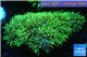 Pachyclavularia neon green 6-8 cm WYSIWYG acclimaté