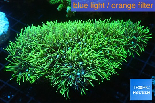 Pachyclavularia neon green 6-8 cm WYSIWYG acclimaté