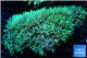 Pachyclavularia neon green 6-8 cm WYSIWYG acclimaté