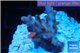 Acropora pink purple table Fijii 2-3 cm WYSIWYG acclimaté