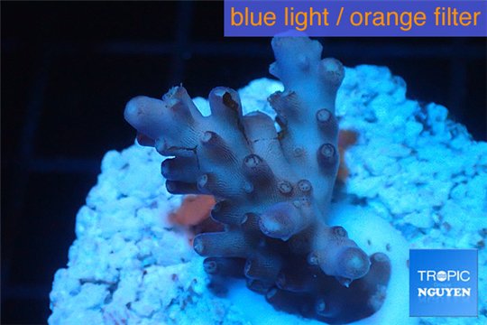 Acropora pink purple table Fijii 2-3 cm WYSIWYG acclimaté