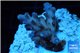 Acropora pink purple table Fijii 2-3 cm WYSIWYG acclimaté