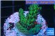 Acropora green blue Australia 3-4 cm WYSIWYG acclimaté