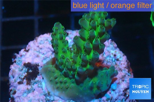 Acropora green blue Australia 3-4 cm WYSIWYG acclimaté