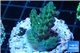 Acropora green blue Australia 3-4 cm WYSIWYG acclimaté